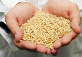 В сельхозпредпритиях Костромской области Россельхозцентр проводит проверку качества семян