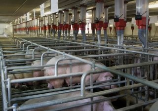 В Курской области появились новые свинокомплексы