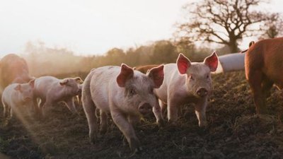 В Польше готовят уже второй спецзакон о борьбе с АЧС