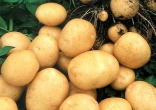 Волгоградские овощеводы готовы перенимать опыт брянских коллег
