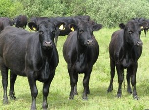 На Брянщину прибыли американские Абердин-Ангусы