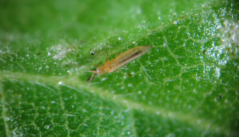 В партии цветов  гелиантуса из Нидерландов обнаружен западный (калифорнийский) трипс