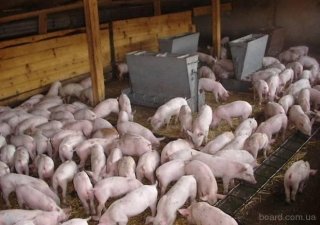 На Кубани взят курс на восстановление и индустриализацию свиноводства