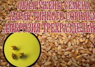 320 тонн пшеницы заражены амброзией