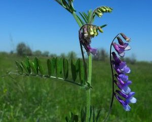 СЕМЕНА КОРМОВЫХ КУЛЬТУР (ВИКИ ОЗИМОЙ, ЛЮЦЕРНЫ, СУДАНКИ И ЭСПАРЦЕТА)
