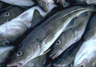 Россельхознадзор бьет тревогу: кишечная палочка в норвежской рыбе