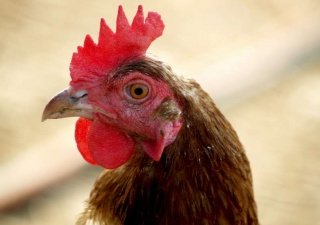 В Челябинске поговорили об отечественном птицеводстве