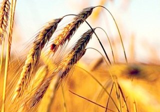 Участники агрофорума обсудят работу села в условиях санкций