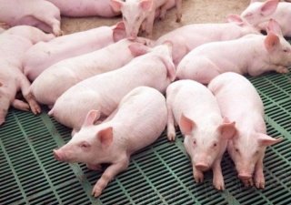 В Приморье доставили свиней из Канады