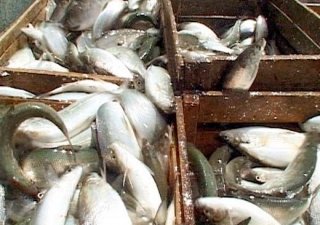 Рыбы в Республике Коми стало меньше