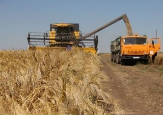 Непогода не помешала сбору урожая