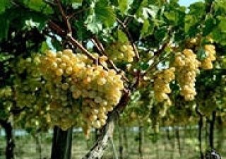 Правительством РФ утверждены меры по развитию виноградарской и винодельческой отраслей страны