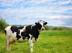 Нижегородская область сохранила 100% производства молока