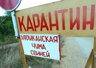Новая вспышка АЧС выявлена в Волгоградской области