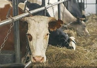Мясное скотоводство алтайского края получило около 75 миллионов господдержки