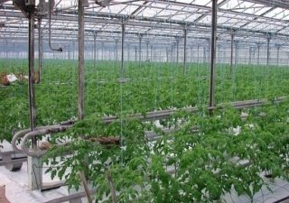В Челябинске хотят построить крупный тепличный комбинат