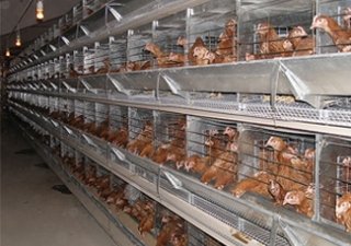 Челябинские птицеводы пожаловались Премьеру на кризис