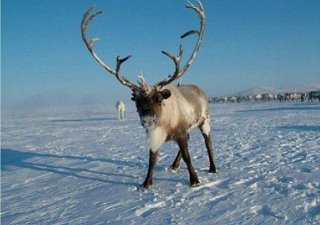 Инновации якутских оленеводов