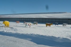 Россельхознадзор проконтролировал готовность животноводческого комплекса ООО «АГРОФИРМА ТРИО» Тербунского района к поставке племенного крупного рогатого скота
