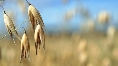 Зерновые культуры