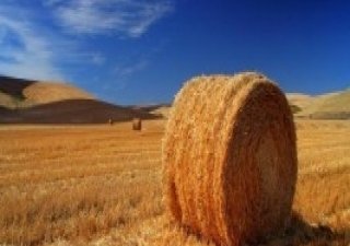 Минсельхоз призывает увеличить долю застрахованных сельхозплощадей