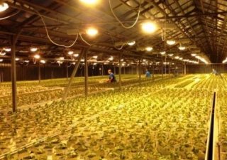 В Приморье строят инновационные теплицы