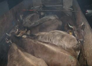 Нарушения при перевозках внутри Таможенного союза