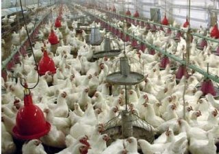 Птицеводы и свиноводы России продолжат увеличивать производство