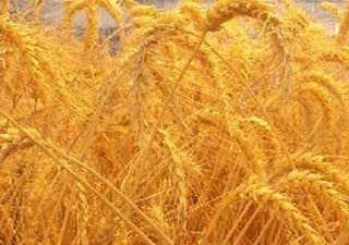 Новая программа интенсивного развития АПК Республики Бурятия