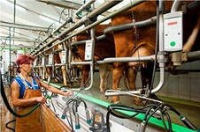 В Омской области строятся высокотехнологические животноводческие комплексы