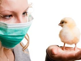 О некоторых результатах деятельности лаборатории профилактики болезней птиц ФГБУ «ВНИИЗЖ» в ноябре 2015 г.