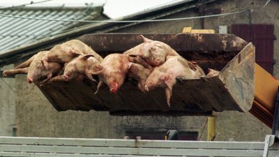 В Европе за 3 месяца зафиксировано более 600 случаев заболевания АЧС