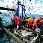 Россия может снизить добычу рыбы на 8%