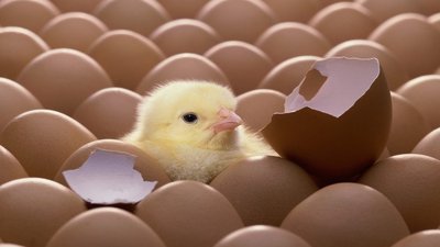О нарушении ветеринарного законодательства