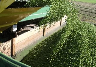 В Краснодарском крае урожай гороха собирают круглосуточно