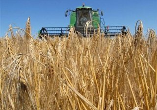 В России собрали 26,4 млн тонн зерна