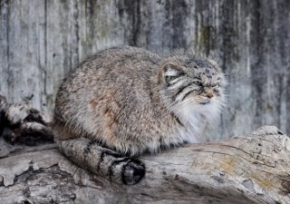 В Оренбургской области выявлено 52 пункта по бешенству сельскохозяйственных животных