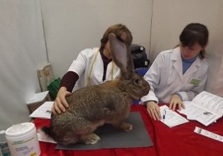 Стать кролиководом в Омске легко