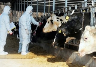 Ящур обосновывается в Забайкалье