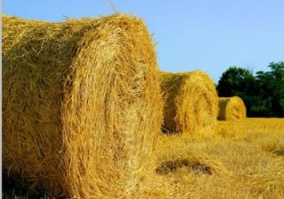 Заготовка грубых кормов идет с опережением графика в хозяйствах Хабаровского края