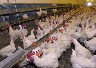 Правительство Хабаровского края планирует увеличить поддержку птицефабрик, сообщили в Правительстве региона