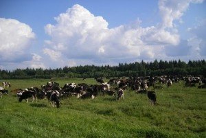 Долги белорусских сельхозпредприятий реструктуризируют