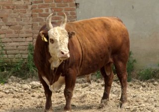 Еще в одном районе Якутии будут разводить калмыцкий скот