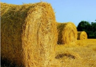 В Ненецком автономном округе запасаются кормами