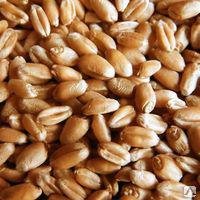 Факт высева 12 тонн семян без проверки на качество установлен в Зубово-Полянском районе