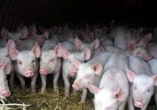 Россия намерена ограничить поступление бразильской свинины