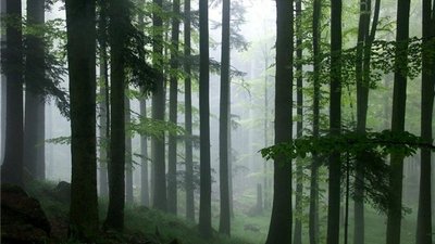 Новый порядок использования лесов