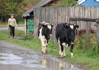 Деревенскую жизнь наладит Минсельхоз
