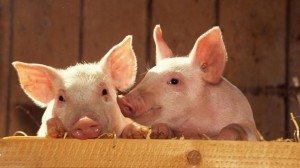 Рынок свинины: импорт сокращается, цены растут