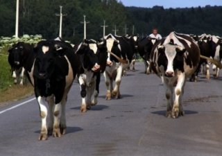 Беларусь будет наращивать производство энергии из навоза